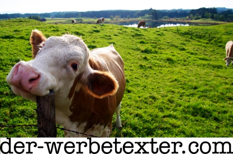 _DSC7814_happy_cow_der_werbetexter